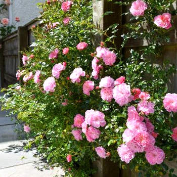 Sweet Briar - 8234