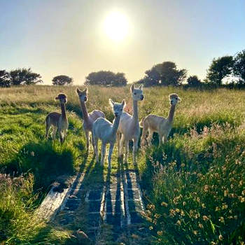 Glamping Huts x 3 and a Static Caravan available each with a Private Hot Tub, FirePit, BBQ and are located in a Peaceful setting with Alpacas and gorgeous countryside views on Anglesey, North Wales