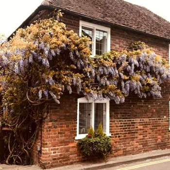 Wisteria Cottage