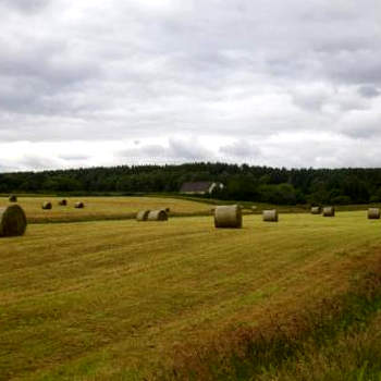 Clashmore Wood